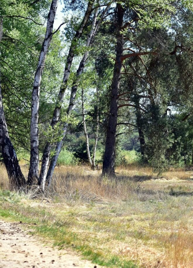 Een foto van een zanderig wandelpad in boetelerveld